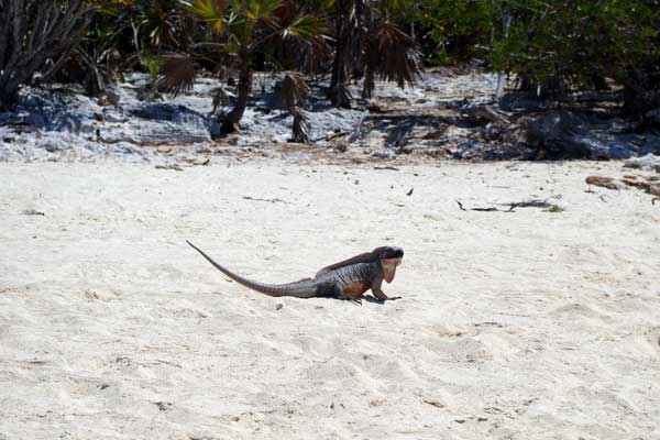 This iguana was standing sentry for the rest.