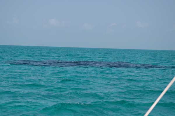 The crystal blue water was dotted with these ominous black circles. Do Not Hit!